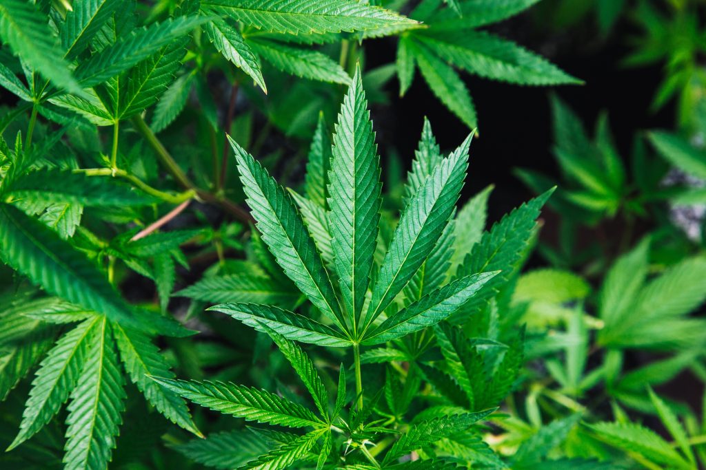 tetrahydrocannabinold and the cannabis plant