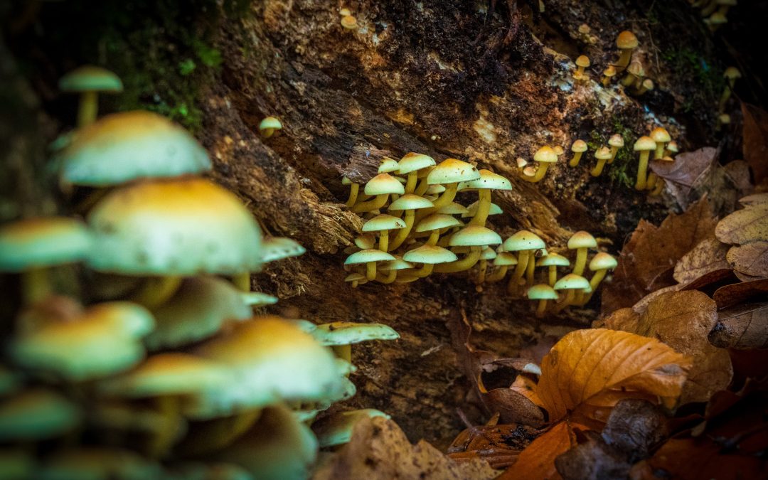 Magic Mushrooms Growing in Forest