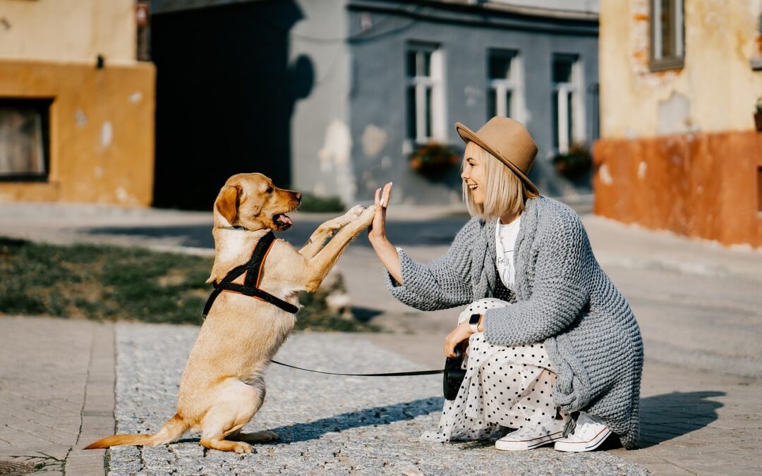A dog and a girl doing a high five